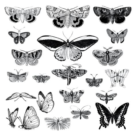 Illustration set of various insects | free image by rawpixel.com Diy Papillon, Moth Drawing, Moth Illustration, Butterfly Black And White, Butterfly Sketch, Types Of Butterflies, Free Vector Illustration, Butterfly Illustration, Vector Background Pattern