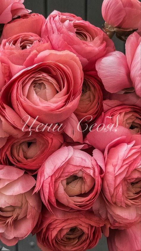 Ranunculus Wallpaper, Wallpaper Iphone Beautiful, Phone Wallpaper Floral, Soft Pink Photo, New Nature Wallpaper, Flower Background Design, Floral Wallpaper Iphone, Wallpaper Floral, Lord Rama