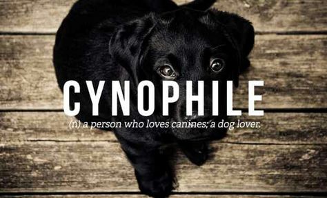 Cynophile - A person who loves canines; a dog lover Animal Instinct, Uncommon Words, Fancy Words, Word Nerd, Weird Words, Unusual Words, Rare Words, Word Definitions, Unique Words