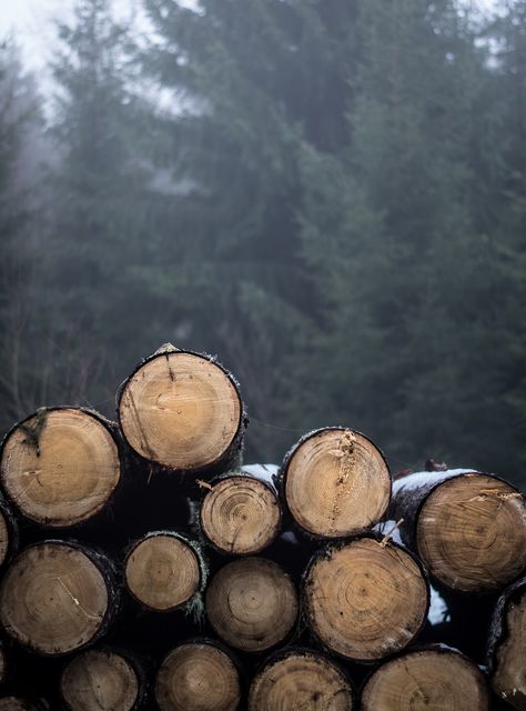 Credence Penelope Douglas, Penelope Douglas, A Series Of Unfortunate Events, Cedar Wood, Winter Aesthetic, Cabins In The Woods, Nature Landscape, Lumberjack, Fall Vibes