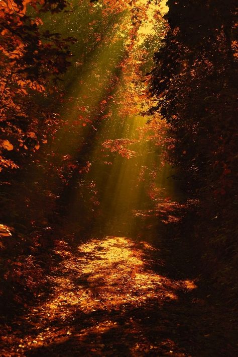 Sleeping Sun, Awesome Photography, Autumn Magic, Image Nature, Fallen Leaves, Autumn Halloween, Autumn Scenes, Autumn Scenery, Autumn Beauty