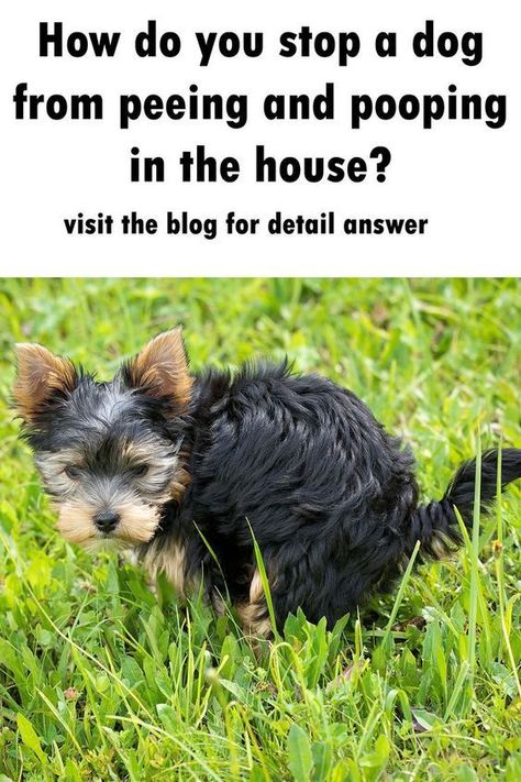 Dog Pooping In House, Dog Pee, Sweat Stains, Indoor Dog, Dog Info, Dogs Pooping, Pet Hacks, Cat Treats, Puppy Training