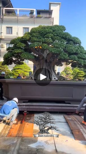 Bonsai Beringin, Garden Bonsai, Gardening Ideas, Audio, Instagram, Art