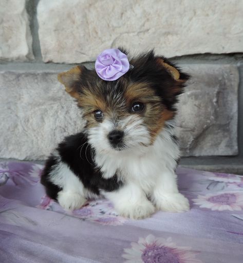 Cutie Pie (Biewer Yorkie) Papillion Puppies, Yorkie Puppies For Adoption, Parti Yorkie, Puppies Teacup, Yorkie Poodle, Yorkie Puppies For Sale, Biewer Yorkie, Yorkies For Sale, Morkie Puppies