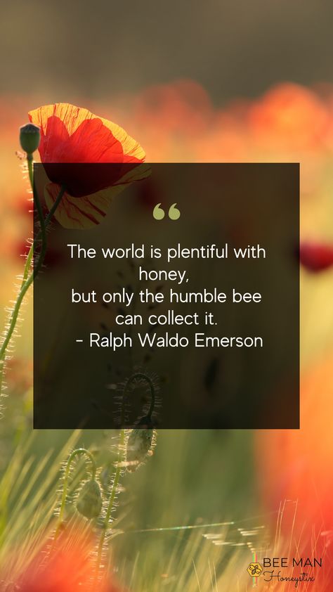 This reminds us that we simply need to find beauty in every situation, just as the bees did when they discovered honey. 🐝🍯 #beemanhoneystix #honeystixincalifornia #tuesdayquote #beehumble #honeybee Honey Bee Quotes Inspiration, Honey Inspiration, Bee Sayings, Honey Quotes, Bee Quotes, Card Writing, Humble Bee, Bee Book, Tuesday Quotes