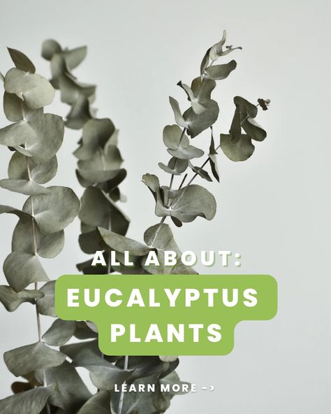 Discover the beauty and benefits of growing eucalyptus plants indoors. 🌿✨ The eucalyptus plant brings a refreshing aroma and elegant foliage to your space. Learn how to care for these versatile plants and create a calming atmosphere in your home. 💚🏡 

Check out our blog for more tips on growing eucalyptus plants 🌱

#eucalyptuslove #indoorplants #greenthumb #eucalyptusplant #plantcare #indoorjungle #plantlover #gardeningtips #greenliving #gardening #garden #planttips #indoorgardening Eucalyptus Care Indoor, Grow Eucalyptus Indoors, Eucalyptus Plant Indoor, Types Of Eucalyptus, Indoor Jungle, Indoor Plant Care, Fast Growing Plants, Plant Lady, Green Living