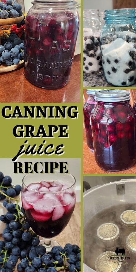 Super easy grape juice recipe for canning. This easy canning recipe preserves your Concord grape harvest for your homestead pantry. Making homemade grape juice is a great DIY or homestead project for the family. And with my recipe there is no blending or cooking! Easy Grape Juice Recipe, Concord Grape Juice Recipe, Canning Grapes, Homemade Grape Juice Recipe, Canning Grape Juice, Make Grape Juice, Concord Grape Recipes, Cranberry Grape Juice, Homemade Grape Juice