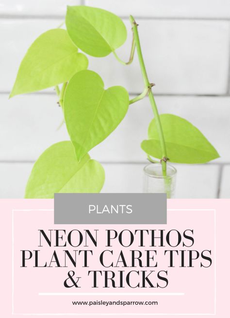 Pothos Care Tips, Garden Home Design, Pothos In Water, Pothos Care, Pothos Plant Care, Philodendron Care, Fire Pit Garden, Neon Pothos, Plant Care Tips