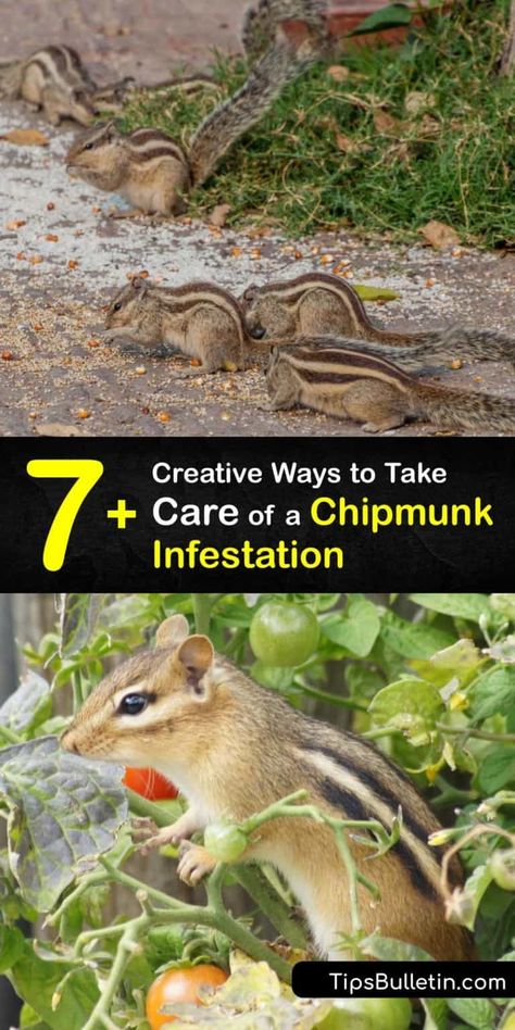 Ground Squirrel Repellent How To Get Rid, How To Get Rid Of Chipmunks, Chipmunk Repellent Homemade, How To Get Rid Of Chipmunks In Yard, Chipmunk House, Repel Squirrels, Asparagus Patch, Chipmunk Trap, Moles In Yard