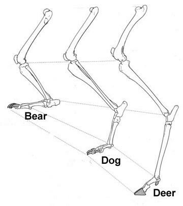 Deer Legs Reference, Legs Reference, Leg Reference, Deer Drawing, Leg Bones, Art Time, Animal Anatomy, Animal Study, Art Study