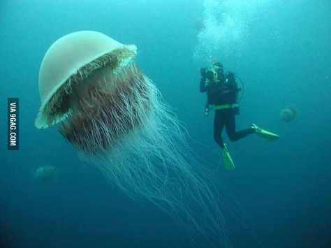 The Lion's Mane Jellyfish, the largest jellyfish in the world. - 9GAG Giant Jellyfish, Lion's Mane Jellyfish, Jellyfish Facts, Coconut Crab, Most Beautiful Words, Big Animals, Lion Mane, Blue Whale, In The Ocean