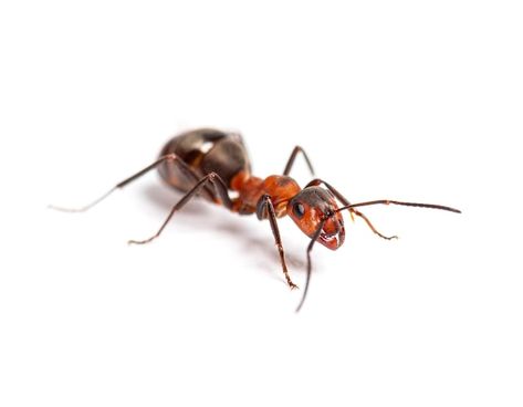 Wood Ants, Red Ant, Red Wood, Small World, Vector Photo, Premium Photo, Ants, Nikon, Stock Photos