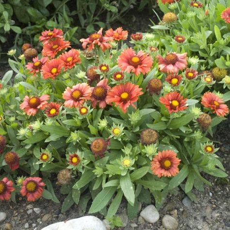 Gaillardia aristata 'Arizona Red Shades' | Walters Gardens, Inc. Blanket Flower, American Meadows, Growing Tomatoes In Containers, Hgtv Garden, Full Sun Perennials, Red Shades, Sun Perennials, Sun Garden, Border Plants