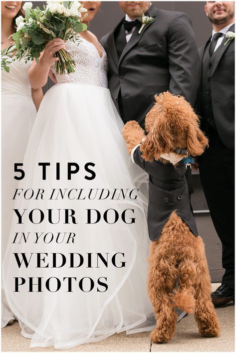 Dog First Look Wedding, Wedding Photos With Pets, Dog In Wedding Ceremony, Dogs In Weddings Ideas, Wedding Photo Ideas With Dogs, Dog Included In Wedding, Including Dog In Wedding, Wedding Dog Photos, Wedding Photo With Dog