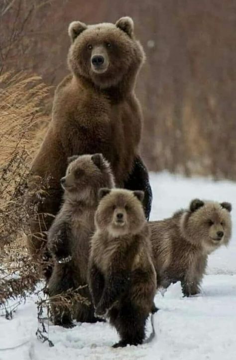 Photo Ours, Regnul Animal, Cele Mai Drăguțe Animale, Brown Bears, Bear Pictures, Majestic Animals, Cute Wild Animals, Cute Animal Photos, Wildlife Animals