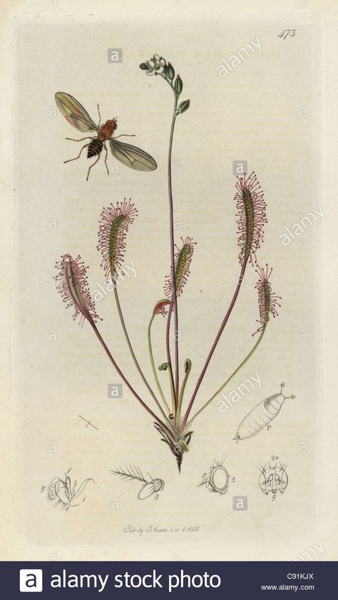 Drosophila cameraria, Hairy-thoraxed Cellar-fly, with great sundew or English flytrapStock Photo Sundew Plant Tattoo, Sundew Tattoo, Marsh Plants, Carnivore Plants, Sundew Plant, Plants Tattoo, Insectivorous Plant, Bog Plants, Plant Sketches