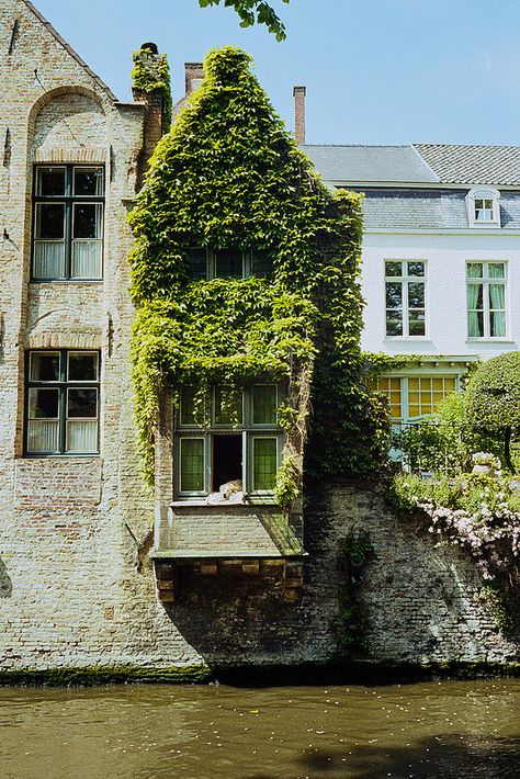 Dog Window, Bruges Belgium, Happy Things, Bedroom Designs, Street Photo, Travel Goals, Oh The Places Youll Go, Vintage Aesthetic, Brussels