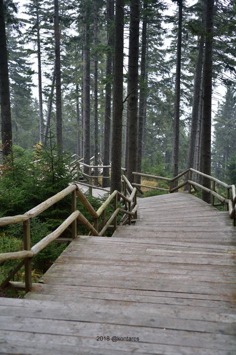 Sumava national park, Czech Republic, forest, autumn Czech Republic Mountains, Czech Republic Nature, Forest Park, Nature Aesthetic, Travel Inspo, Pretty Places, Lithuania, Wonderful Places, Prague