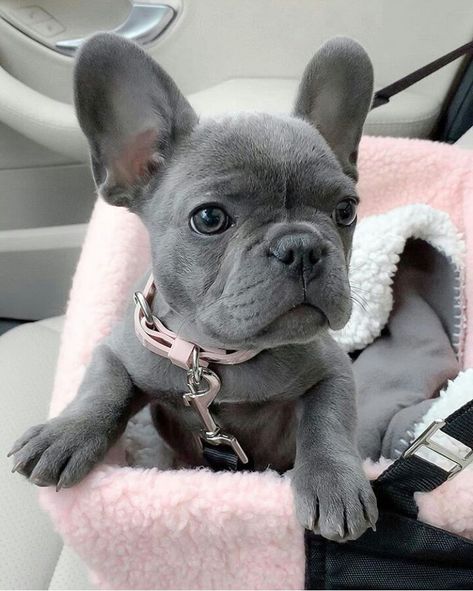 French Bulldog Colors, Russian Bear Dog, Teacup French Bulldogs, Blue French Bulldog, Blue French Bulldog Puppies, Grey French Bulldog, Baby French Bulldog, French Bulldog For Sale, Bulldog Francese