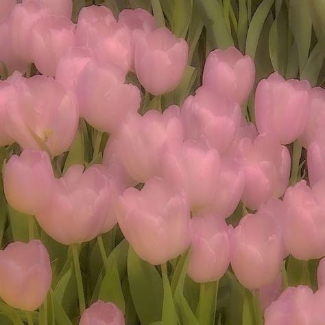 Pink Tulips, Tulips, Flowers, Green, Pink, White