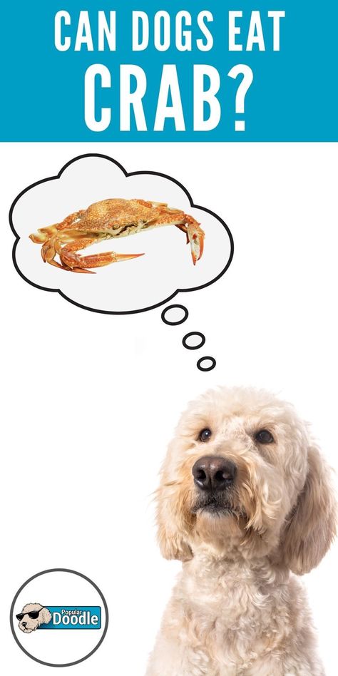 Can dogs eat crab? Is crab bad for dogs? Here’s what you need to know to keep your pup safe, healthy, and happy!  This post is part of our 'Read Before You Feed' series where we discuss which human meals and snacks are dog friendly foods and which aren't.  #crab #seafood #dogfood #dogtreats #dogfriendly #dogsafety #goldendoodle #labradoodle Is Zucchini Good For Dogs, Can Dogs Eat Zucchini, Zucchini For Dogs, Diy Dog Food, Best Treats For Dogs, Healthy Dog Treats Homemade, Dog Wellness, Medication For Dogs, Peanut Butter Dog Treats