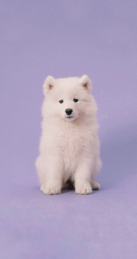 Wallpaper Background Lock screen Dog Cute Samoyed Samoyed Wallpaper Aesthetic, Puppies Wallpaper Iphone, Dog Lockscreen Aesthetic, Samoyed Dogs Wallpaper, Samoyed Wallpaper, Cute Dogs Wallpaper Iphone, Puppy Background, Dog Lockscreen, Puppy Wallpaper Iphone