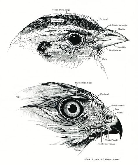 bird-head-anatomy-cropped Scientific Illustration Animals, Scientific Sketches, Ornithology Illustration, Birds Anatomy, Scientific Drawing, Head Anatomy, Francis Picabia, Bird Sketch, Science Illustration