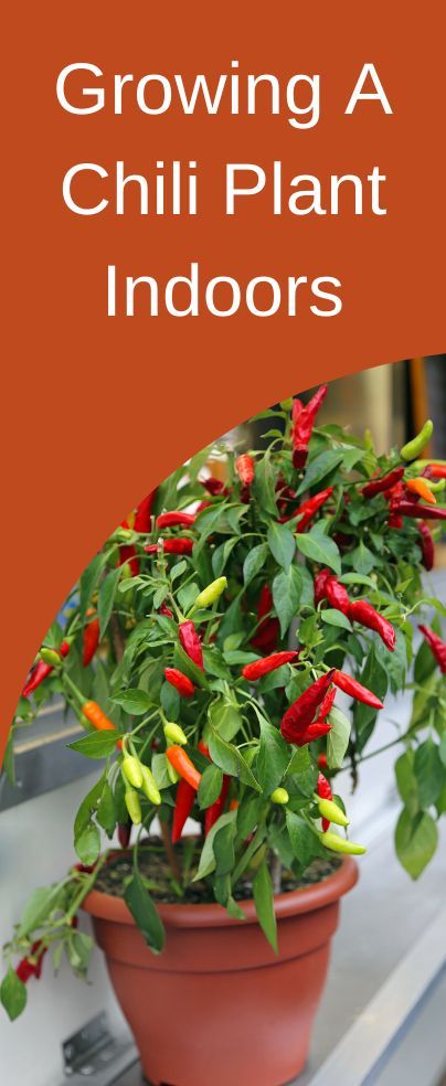 Growing a chili plant indoors is a smart move to have unlimited chili in the kitchen whenever you need it. So, today on the blog, we are going to give you some tips on how to grow beautiful and healthy chili indoors. Chili Plant, Healthy Chili, Garden Tips, How To Grow, Indoor Garden, Gardening Tips, Indoor Plants, To Grow, The Kitchen