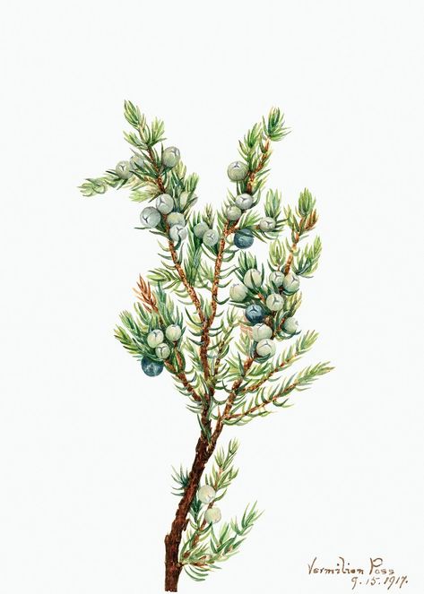 Mountain Juniper (Juniperus sibirica) (1917) by Mary Vaux Walcott. Original from The Smithsonian. Digitally enhanced by rawpixel. | free image by rawpixel.com Country Winter, Illustration Nature, Juniper Berries, Free Illustration Images, Winter Wall Art, Holiday Wall Decor, Juniper Berry, Botanical Watercolor, Plant Illustration