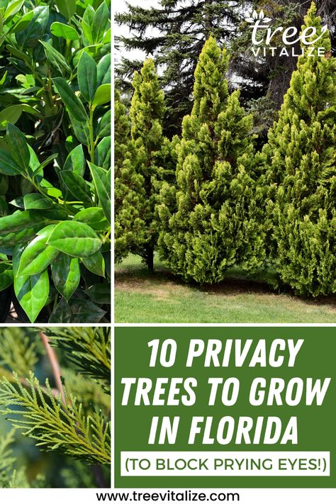 10 Privacy Trees to Grow in Florida (to Block Prying Eyes!) Florida Hedge Plants, Florida Privacy Hedge, Florida Privacy Landscaping, Best Privacy Trees, Evergreen Trees For Privacy, Landscaping Entrance, Monument Ideas, Hedges Landscaping, Florida Landscaping Ideas