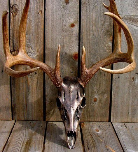 AA 20 Deer Horns Decor, Buck Mounts, Deer Mount Ideas, Antler Projects, Antler Ideas, Deer Antler Decor, Horns Decor, European Mount, Tattoo Animal