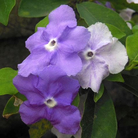 A plant called 'Yesterday, Today, and Tomorrow' Yesterday Today Tomorrow Tattoo, Yesterday Today Tomorrow Plant, Yesterday Today Tomorrow, Hunter Tattoo, Angel Trumpet, Plant Tattoo, Multi Colored Flowers, Edible Plants, Natural Scents