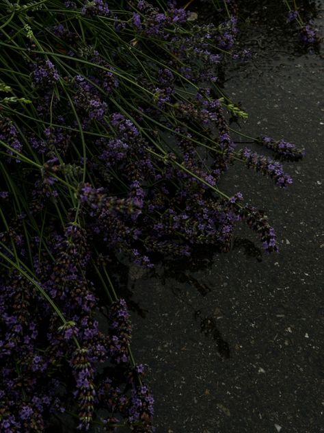 Rainy Purple Aesthetic, Lavender And Charcoal Aesthetic, Light Lilac Aesthetic, Lavender Dark Aesthetic, Lavender Aesthetic Dark, Purple Garden Aesthetic, Lavender Plant Aesthetic, Lavender Flowers Aesthetic, Lavender Aesthetic Flower