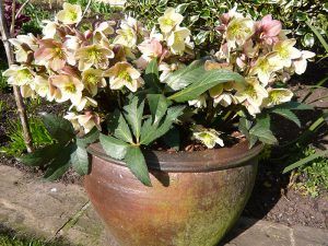 Planter Pot Ideas, Lenten Roses, Lenten Rose, Plants To Grow, Pot Ideas, Garden Flower, Flower Bed, Mail Order, Outdoor Plants