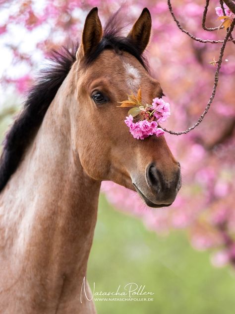 Schaffe Erinnerungen für die Ewigkeit. Einzigartige Bilder von Dir und deinem Pferd. Mache dein Shooting zu einem unvergesslichen Erlebnis für Dich und dein Pferd. Crazy Nature, Spring Horse, Crafts Animals, Quotes Light, Cute Horse Pictures, Aesthetic Forest, Beautiful Horse Pictures, Horse Wallpaper, Horse Portrait