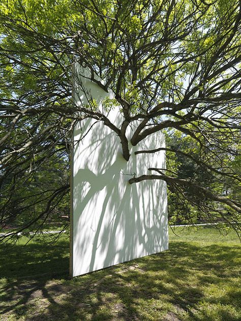 "Wall in Blue Ash Tree", 2011, installed at the Morton Arboretum, Lisle, IL. Morton Arboretum, Blue Ash, Desain Lanskap, Ash Tree, Earth Art, Sculpture Installation, Outdoor Art, Land Art, Environmental Art