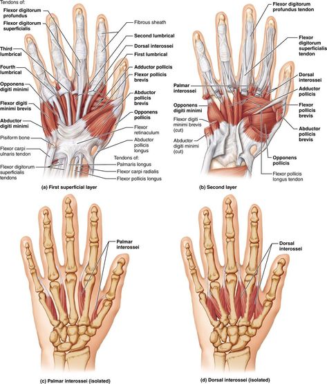 Human Hand Anatomy, Body Muscle Anatomy, Hand Anatomy, Anatomy Images, Ligaments And Tendons, Basic Anatomy And Physiology, Anatomy Physiology, Human Body Anatomy, Muscle Anatomy