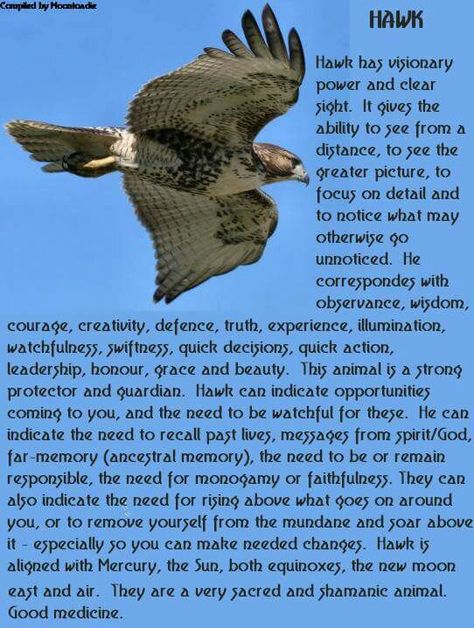 Hawks Hawks Spiritual Meaning, Seeing Hawks Meaning, Hawk Spirit Animal Meaning, Hawk Familiar, Hawk Images, Hawk Meaning, Hawk Spirit Animal, Birth Totem, Hawk Spirit