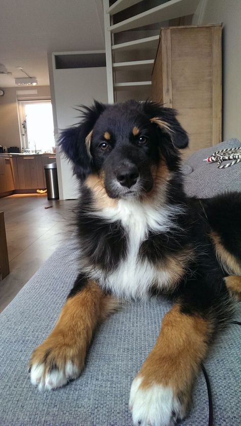 Rio's cousin??? Australian Shepherd Tricolor, Black Tri Aussie, Australian Shepherd Black, Black Tri Australian Shepherd, Black Australian Shepherd, English Shepherd, Aussie Shepherd, Aussie Puppies, Australian Shepherd Puppies