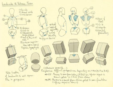 Thoracic Cage, Poses Manga, Anatomy Tutorial, Seni Dan Kraf, Human Anatomy Drawing, Human Figure Drawing, Body Drawing Tutorial, Human Anatomy Art, Anatomy Sketches