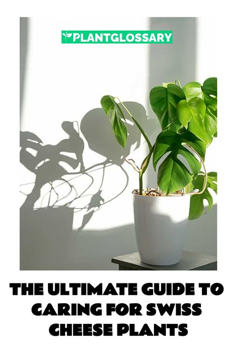 The Swiss cheese plant, with its iconic split leaves, is a popular choice for indoor gardeners. This guide offers a thorough overview of how to care for this tropical plant, ensuring it remains healthy and vibrant. We’ll explore everything from optimal lighting conditions to watering practices, soil types, and propagation methods. Whether you’re new to plant care or an experienced gardener, this guide will equip you with the essential tips to keep your Swiss cheese plant thriving. Swiss Cheese Plant Care, Cheese Plant Care, Propagation Methods, Rainforest Habitat, Soil Types, Plant Care Guide, Scale Insects, Swiss Cheese Plant, Cheese Plant