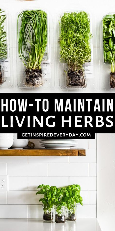 Get all the best tips and tricks for how to keep living herbs at home plus lots of recipes for how to use them. You'll find out which ones are best kept in water versus planted in soil, and which ones are just unreliable! Water Herb Garden Indoor, Herbs In Water Growing, Indoor Garden Kitchen, At Home Herb Garden, How To Grow Herbs Inside, How To Grow Herbs In Water, Growing Indoor Herbs, Herbs To Grow In Water, Herb Growing Indoors