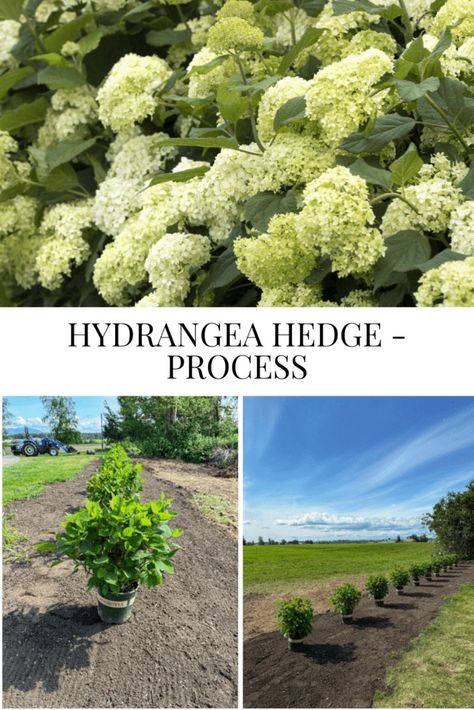 Hydrangea Hedge - Process - Wall Of Hydrangeas, Hydrangea Privacy Hedge, Hydrangea Lined Driveway, Hydrangea Hedge Fence, Snowball Viburnum Landscape, Hydrangea Hedge Front Yards, Oak Leaf Hydrangea Landscaping, Limelight Hydrangea Hedge, Hydrangea Hedge