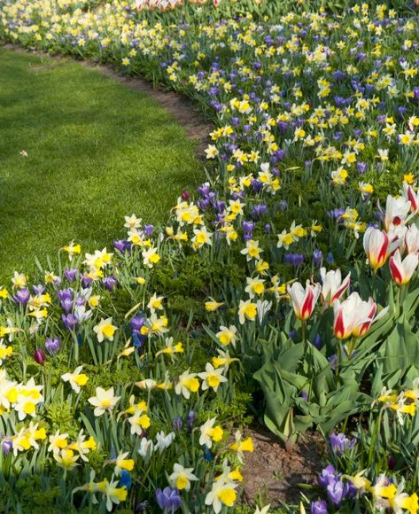 Daffodil Garden, Spring Flower Garden, Botanical Tulip, Backyard Ideas For Small Yards, Growing Bulbs, Perennial Bulbs, Garden Therapy, Spring Garden Flowers, Fall Bulbs