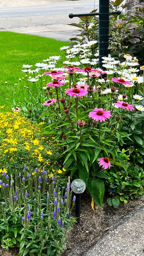 pink, white, yellow and purple flowers beside a path Becky Shasta Daisy, Echinacea Landscaping, Shasta Daisy Companion Plants, Shasta Daisy Landscaping, Coneflower Landscaping, Echinacea Garden, Daisy Flower Garden, Border Garden, Moving Plants