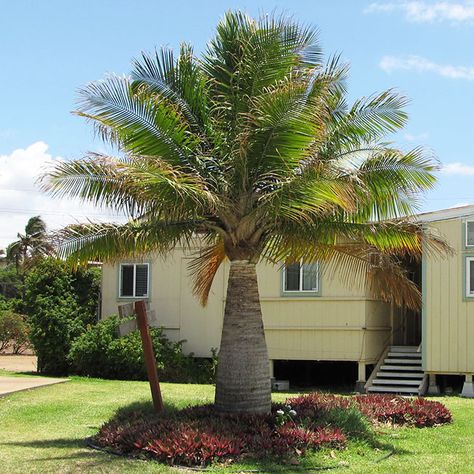 Majesty Palm Tree - Ravenea rivularis Foxtail Palm Tree, Ponytail Palm Tree, Bottle Palm Tree, Palm Tree Types, Sago Palm Tree, European Fan Palm, Canary Island Date Palm, Majesty Palm, Majestic Palm