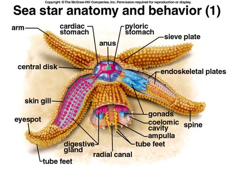 Starfish Anatomy, Beach Craft, Marine Science, Visual Dictionary, Stella Marina, Marine Biologist, High School Science, Sea Star, Homeschool Science