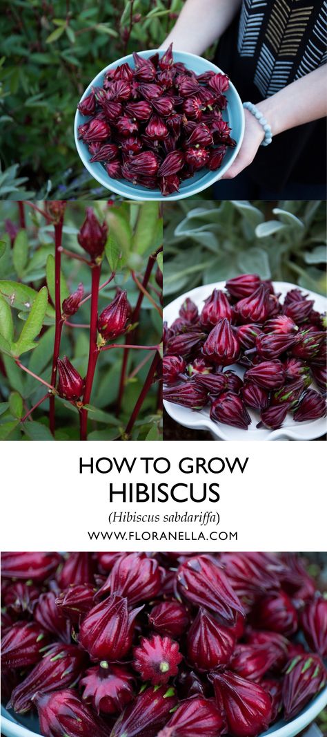 Hibiscus Herb, Hibiscus Roselle, Roselle Hibiscus, Home Apothecary, Hibiscus Sabdariffa, Grow Herbs, Herb Gardening, Homestead Gardens, Veg Garden