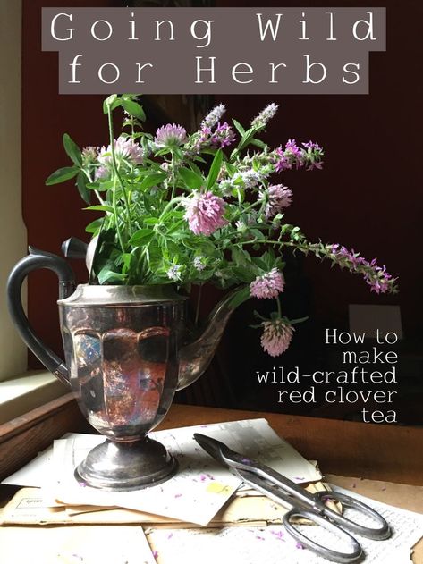 You can pluck the flowers with the leaves around the base of the bloom. The blooms provide the delightful flavour and will also bless you with a long list of healing and tonic properties. #wildcraft #herbalism #herbaltea #Tea #natural #herbalremedies Clover Tea, Red Clover Tea, Drying Mint Leaves, Tea Herbs, How To Make Red, Red Clover, Health Food Store, Dehydrator Recipes, Practical Magic