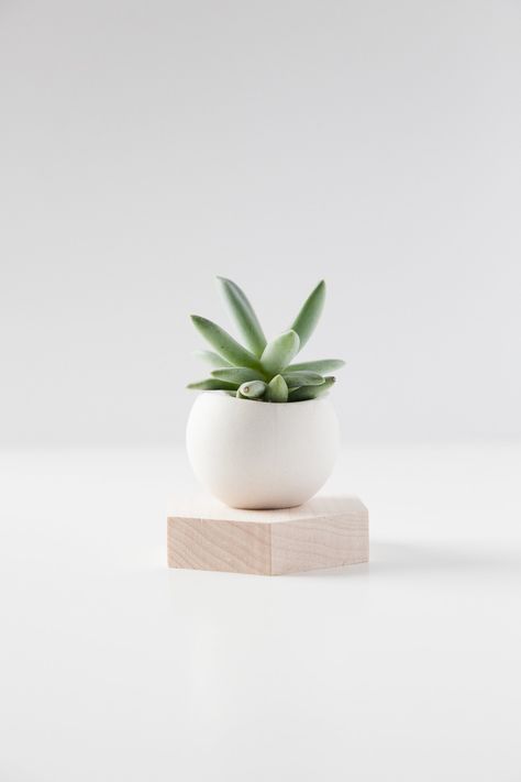 Product Photography Plants, Plant Product Photography, Vase Product Photography, Flower Pot Photography, Houseplant Photography, Product Photography White Background, Minimal Product Photography, Flower Lockscreen, Photography Mockup